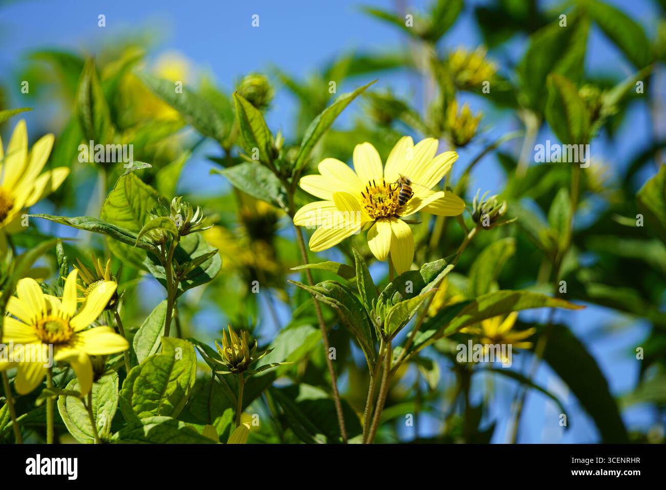 Fleurs jaune vif avec abeille dans un cadre de jardin ensoleillé. Oxford, Angleterre Banque D'Images