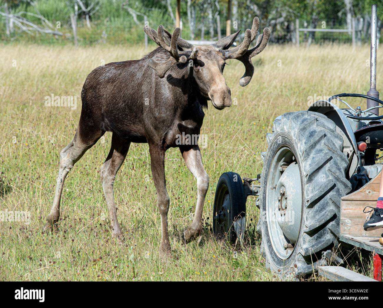 Jeune orignal dans un parc de wapitis. Banque D'Images