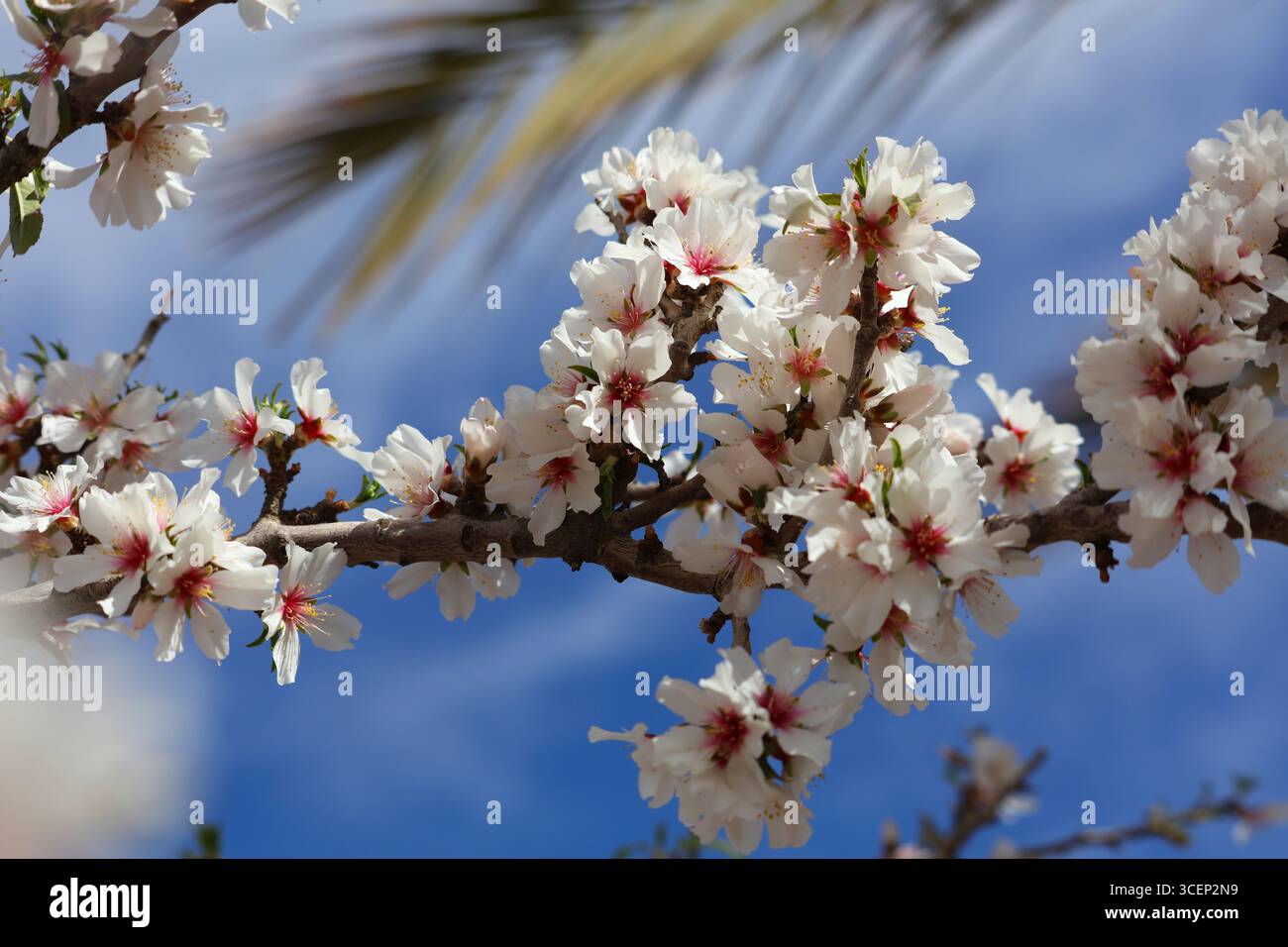 Amandiers en fleurs près de Ouarzazate, Maroc. Fleurs d'amande au printemps au Maroc. Banque D'Images