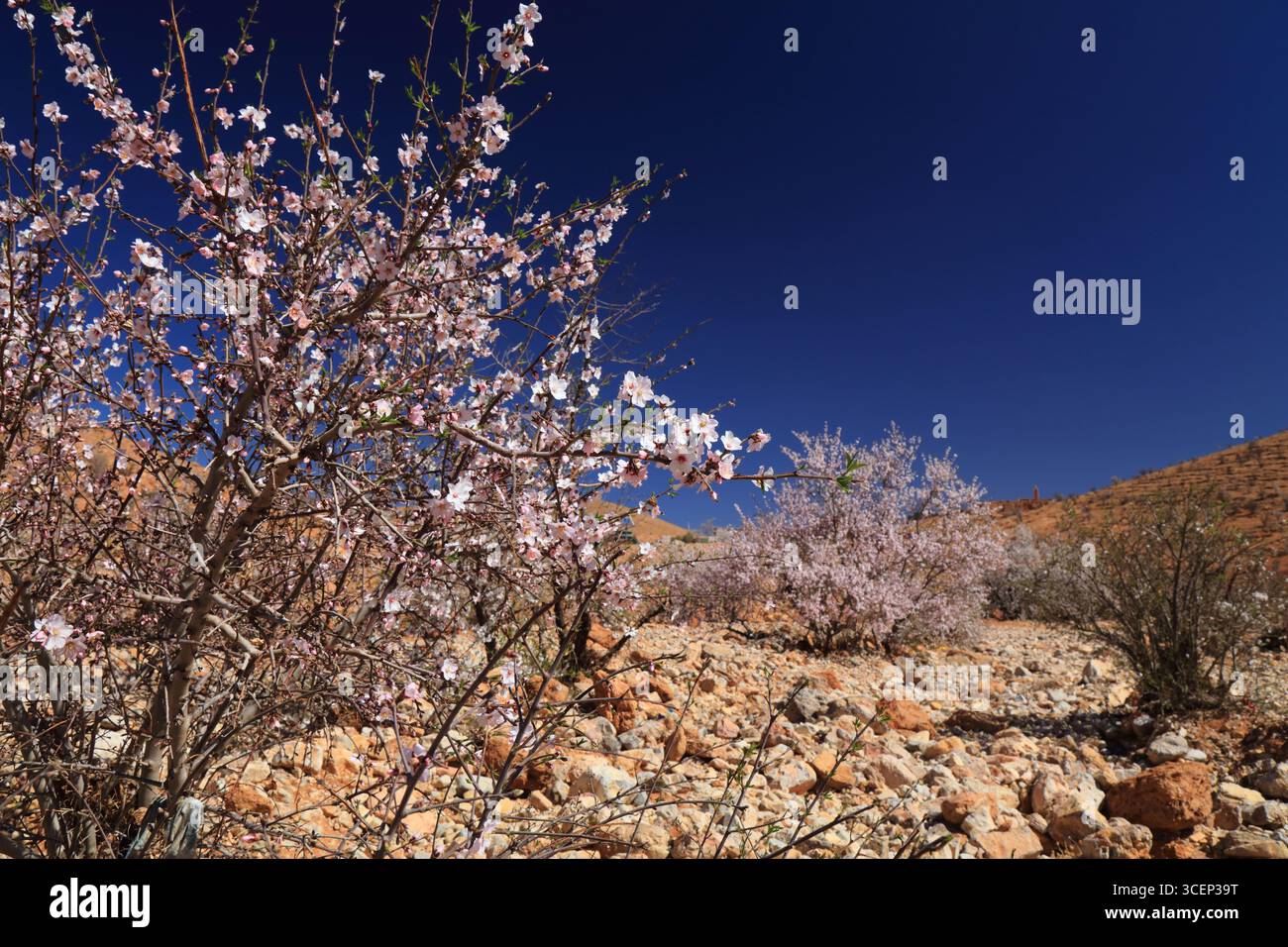 Amandiers en fleurs dans les montagnes de l'anti-Atlas près de Tafraoute, Maroc. Fleurs d'amande au printemps au Maroc. Banque D'Images