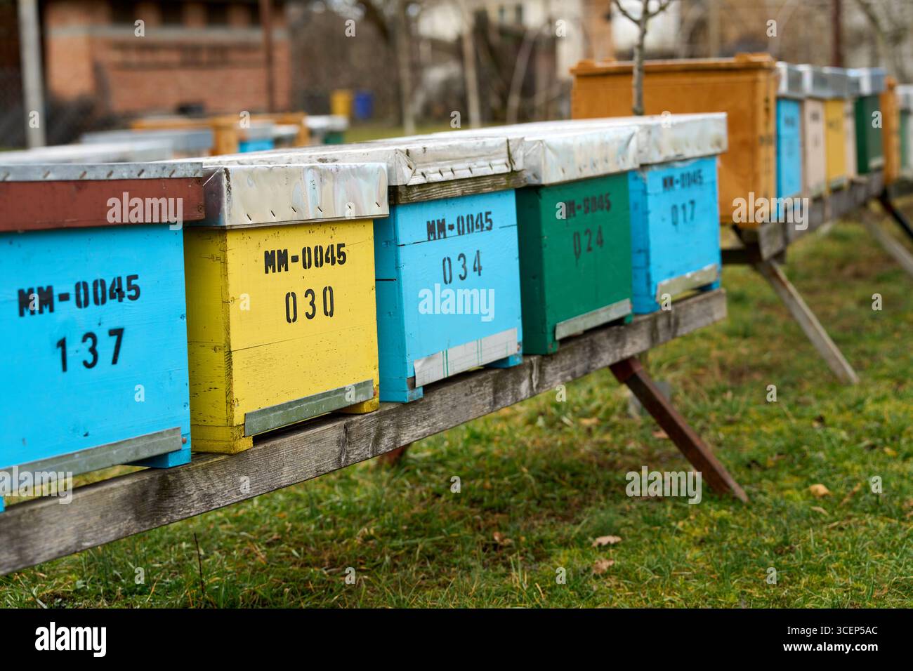 Cadre d'abeille avec nid d'abeille doré, abeilles au travail dans la nature, apiculture et produits agricoles authentiques Banque D'Images