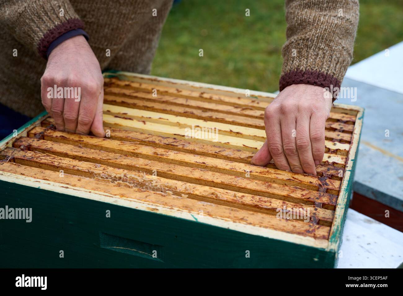Cadre d'abeille avec nid d'abeille doré, abeilles au travail dans la nature, apiculture et produits agricoles authentiques Banque D'Images