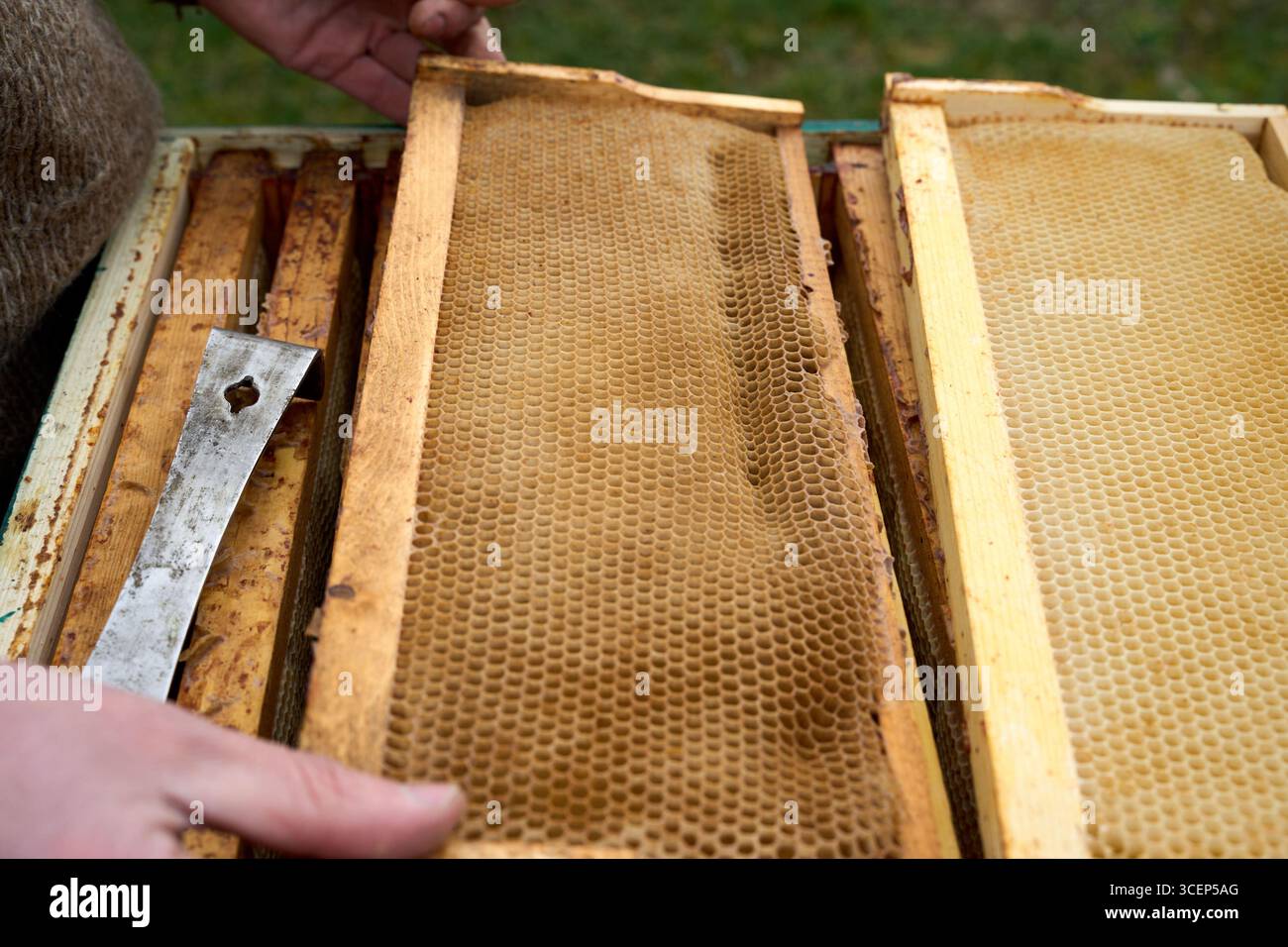 Cadre d'abeille avec nid d'abeille doré, abeilles au travail dans la nature, apiculture et produits agricoles authentiques Banque D'Images