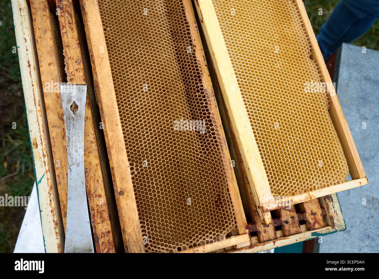Cadre d'abeille avec nid d'abeille doré, abeilles au travail dans la nature, apiculture et produits agricoles authentiques Banque D'Images
