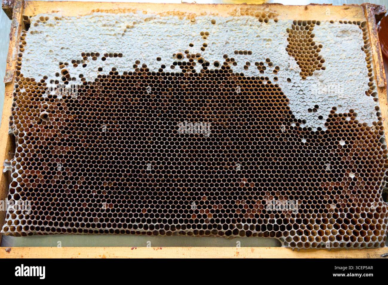 Cadre d'abeille avec nid d'abeille doré, abeilles au travail dans la nature, apiculture et produits agricoles authentiques Banque D'Images