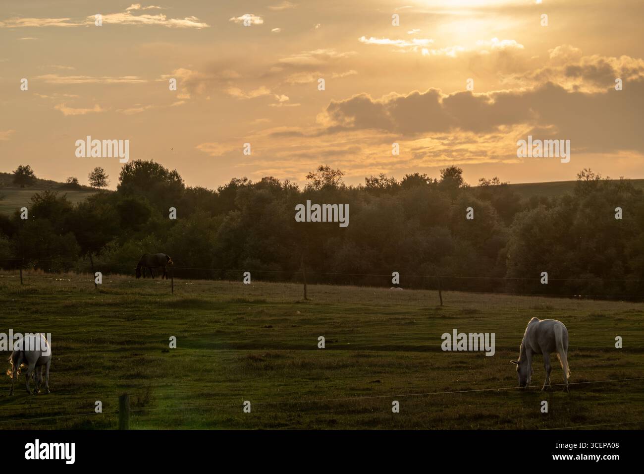 Viscri, Roumanie. 6 août 2025. Les chevaux paissent dans un champ près de Viscri, Roumanie. L’élevage est une partie fondamentale de la vie quotidienne et de l’économie traditionnelle à Viscri. Il est courant de voir des troupeaux de bétail quitter le village le matin pour paître sur les pâturages environnants et revenir le soir. En 2006, en tant que prince de Galles, le roi Charles III a acheté une maison saxonne traditionnelle du XVIIIe siècle à Viscri qui a été soigneusement restaurée en utilisant des méthodes et des matériaux traditionnels et est maintenant ouverte au public comme maison d'hôtes. Son lien avec Viscri n'est pas seulement en tant que propriétaire, mais en tant que figure clé i. Banque D'Images