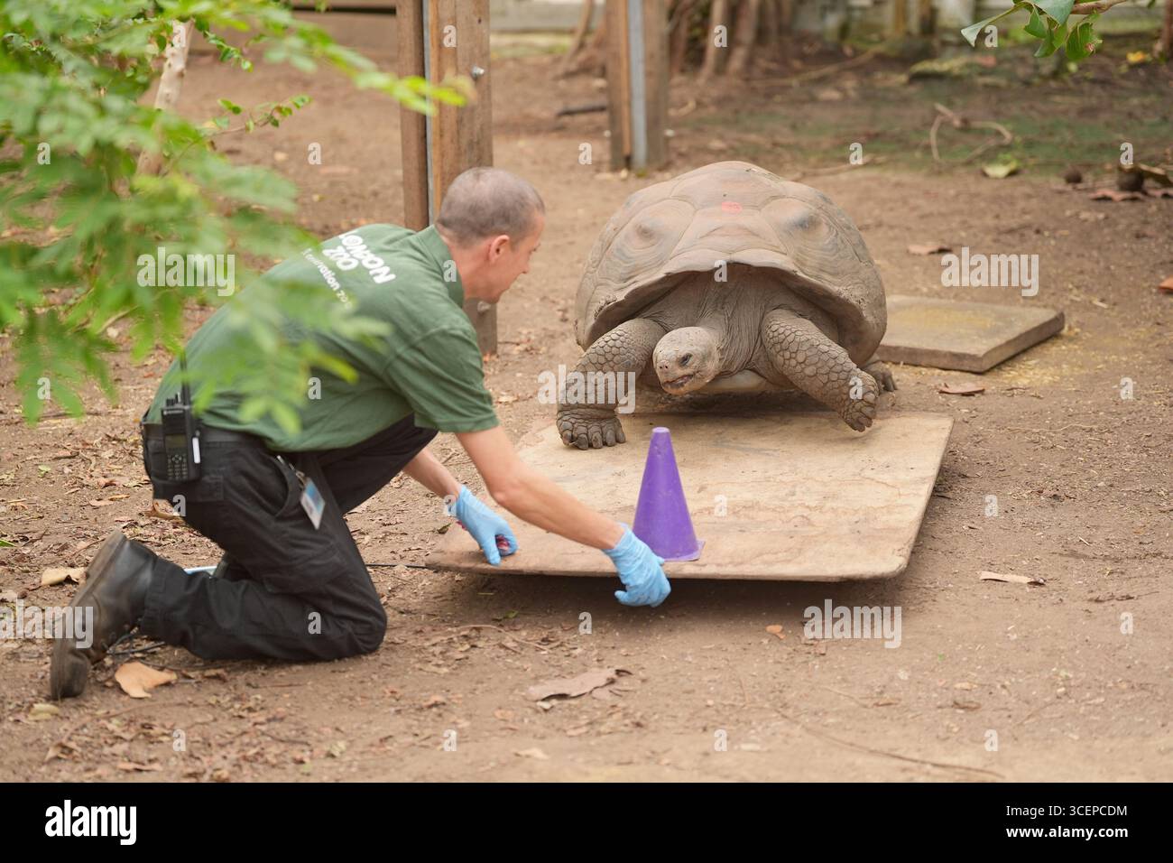 Une tortue des Galapagos est pesée lors de la pesée annuelle au zoo de Londres ZSL, où chaque mammifère, oiseau, reptile, poisson et invertébrés du zoo est pesé et mesuré. Date de la photo : mardi 19 août 2025. Banque D'Images