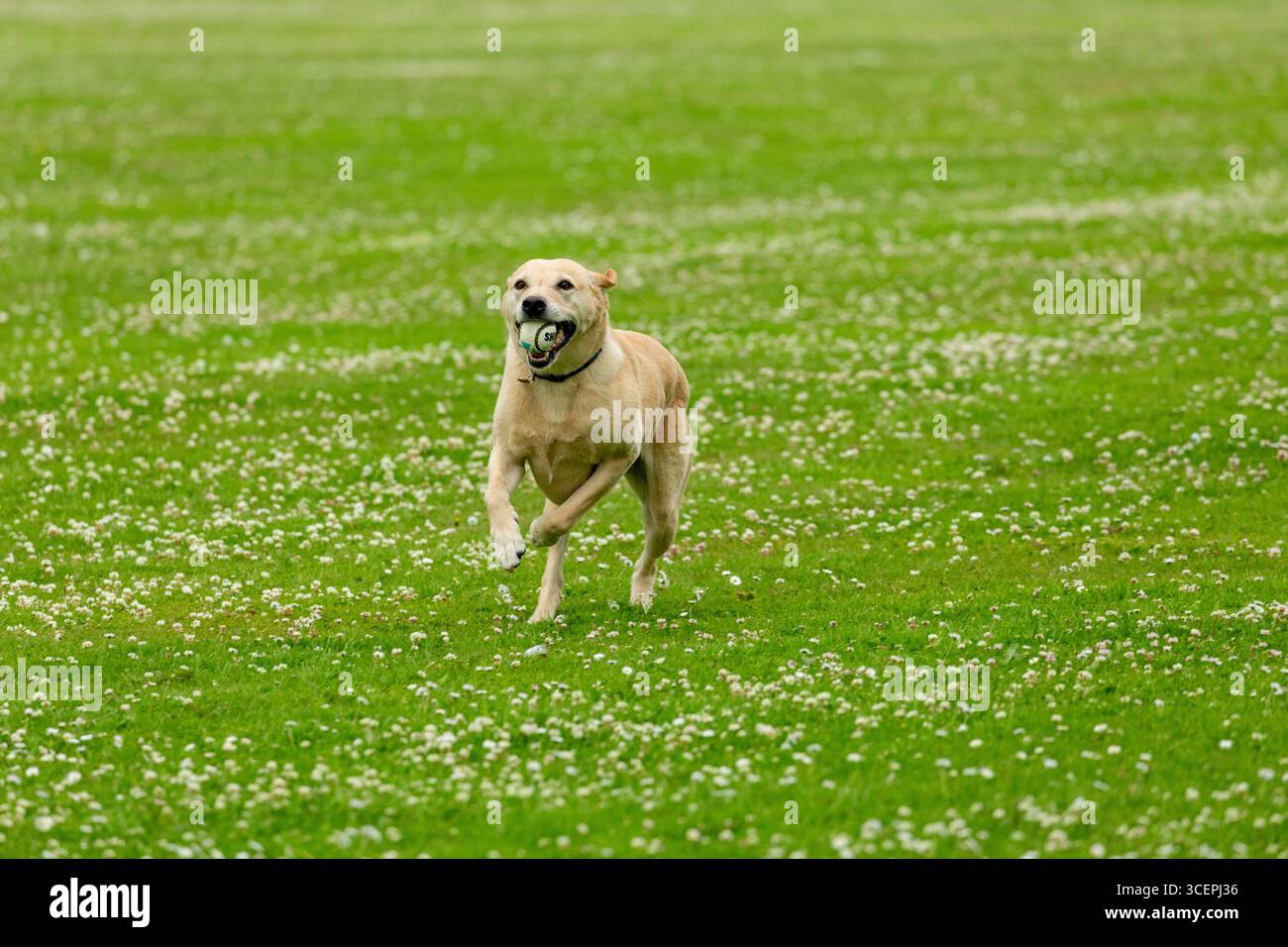 Labrador Retriever chercher la balle dans le champ Banque D'Images