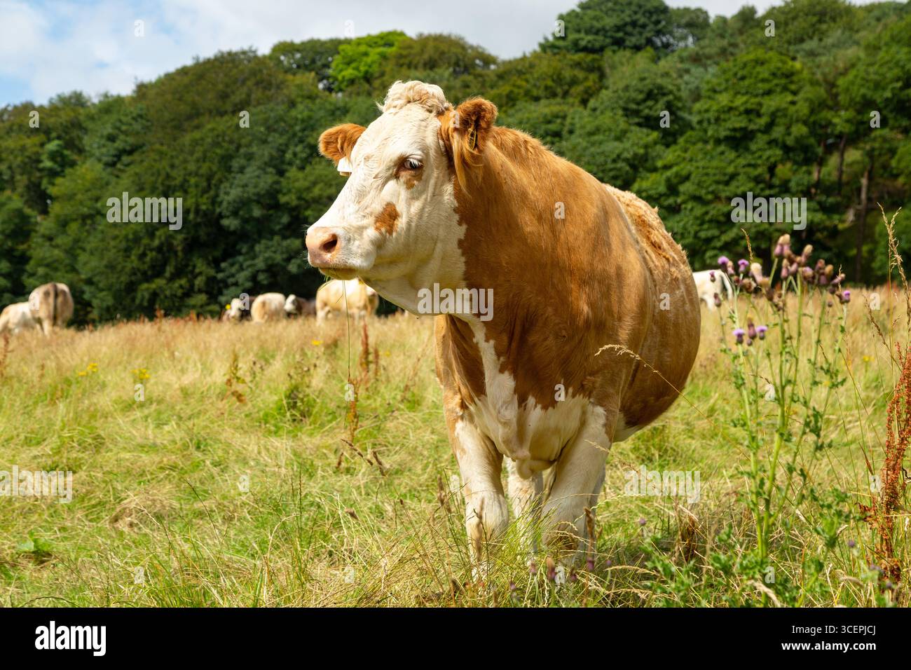 Le Hereford est une race britannique de bovins de boucherie originaire du Herefordshire dans les West Midlands en Angleterre Banque D'Images