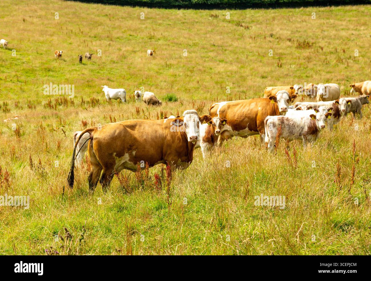 Une vache de Hereford ayant un cacahuète en regardant vers la caméra, Fife, Écosse Banque D'Images