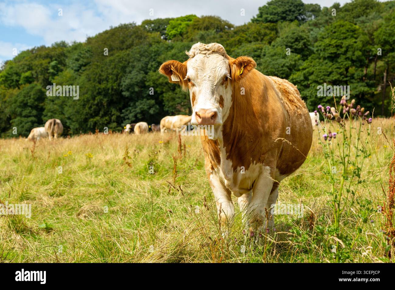 Le Hereford est une race britannique de bovins de boucherie originaire du Herefordshire dans les West Midlands en Angleterre Banque D'Images