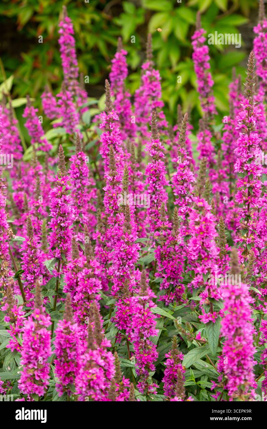 Lythrum Salicaria (Purple Loosestrife) floraison dans le jardin écossais en juillet Banque D'Images