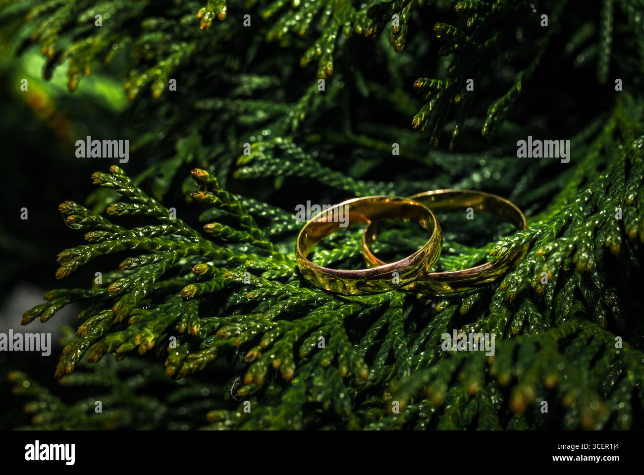 Anneaux de mariage sur les branches vertes à feuilles persistantes – nature romantique macro nature nature morte Banque D'Images