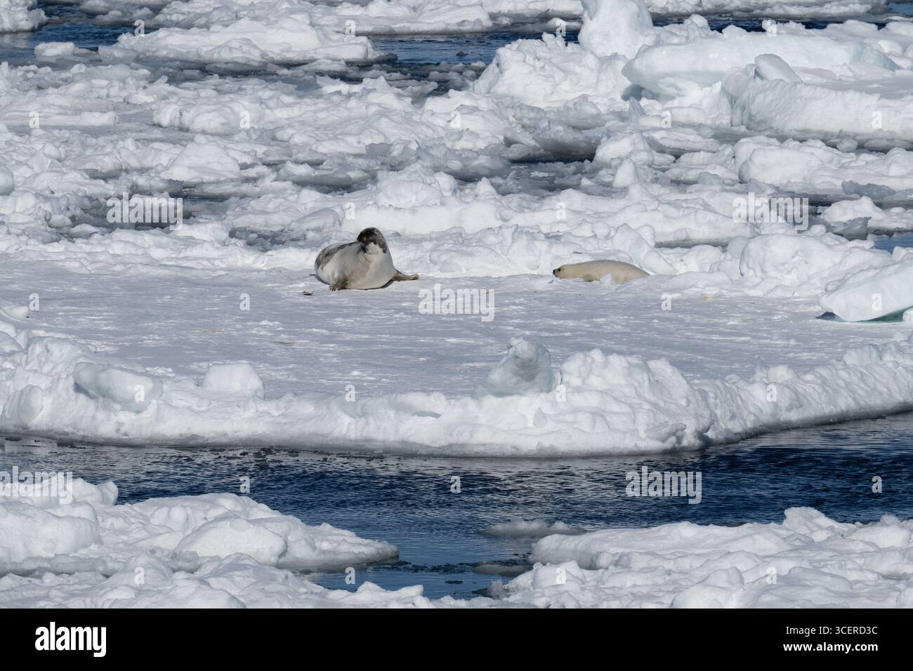 Canada, Labrador, point amour. Phoque du Groenland avec « manteau blanc » nouveau-né sur la glace de mer. Banque D'Images