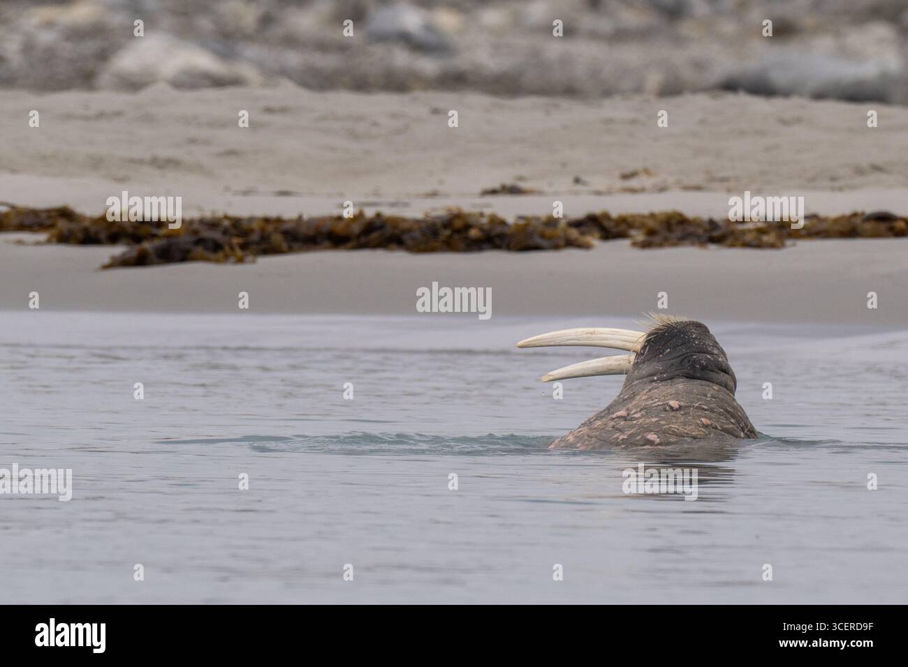 Norvège, Svalbard, Parc national du Spitzberg du Nord-Ouest, fjord de Madeleine (alias Magdalenefjorden) morse de l'Atlantique (Odobenus rosmarus rosmarus) natation Banque D'Images
