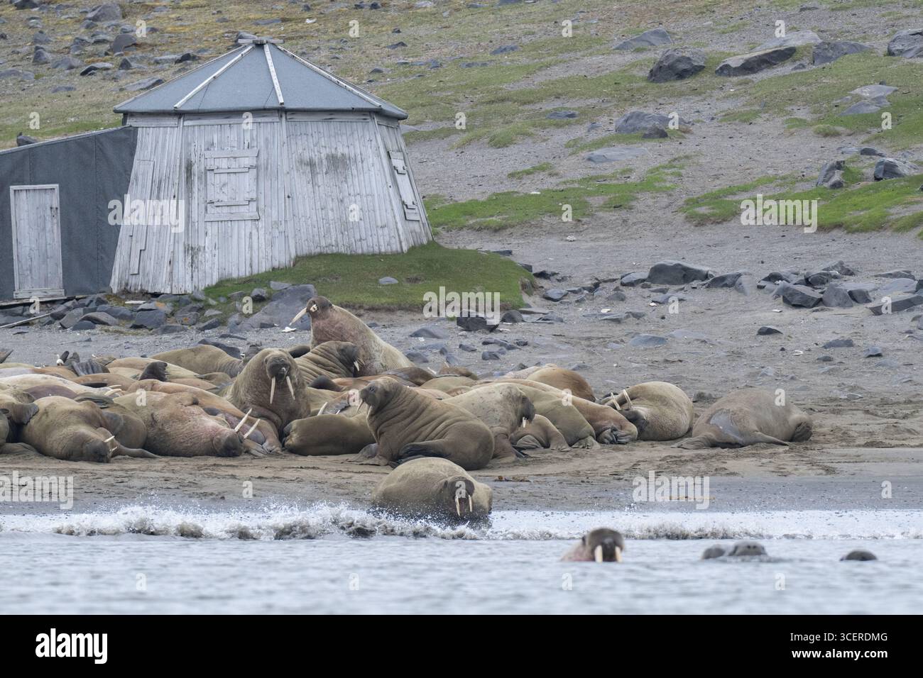 Norvège, Svalbard, Edgeoya, Kapp Lee à la pointe nord-ouest de l'île. Walrus Haul sur la plage. Huttes historiques de chasse et de recherche. Banque D'Images