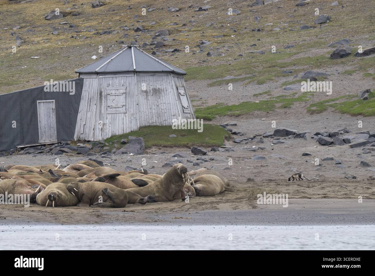 Norvège, Svalbard, Edgeoya, Kapp Lee à la pointe nord-ouest de l'île. Walrus Haul sur la plage. Huttes historiques de chasse et de recherche. Banque D'Images
