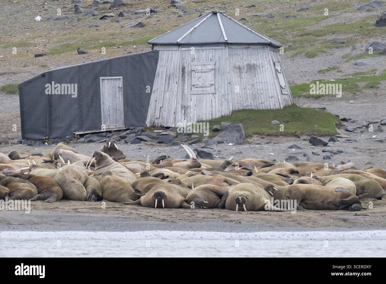 Norvège, Svalbard, Edgeoya, Kapp Lee à la pointe nord-ouest de l'île. Walrus Haul sur la plage. Huttes historiques de chasse et de recherche. Banque D'Images
