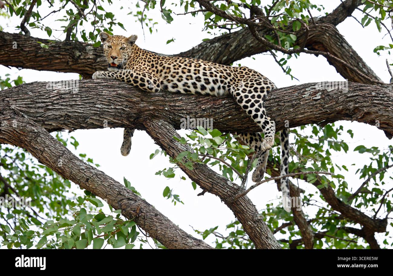 Femme léopard détendue dans un arbre Banque D'Images