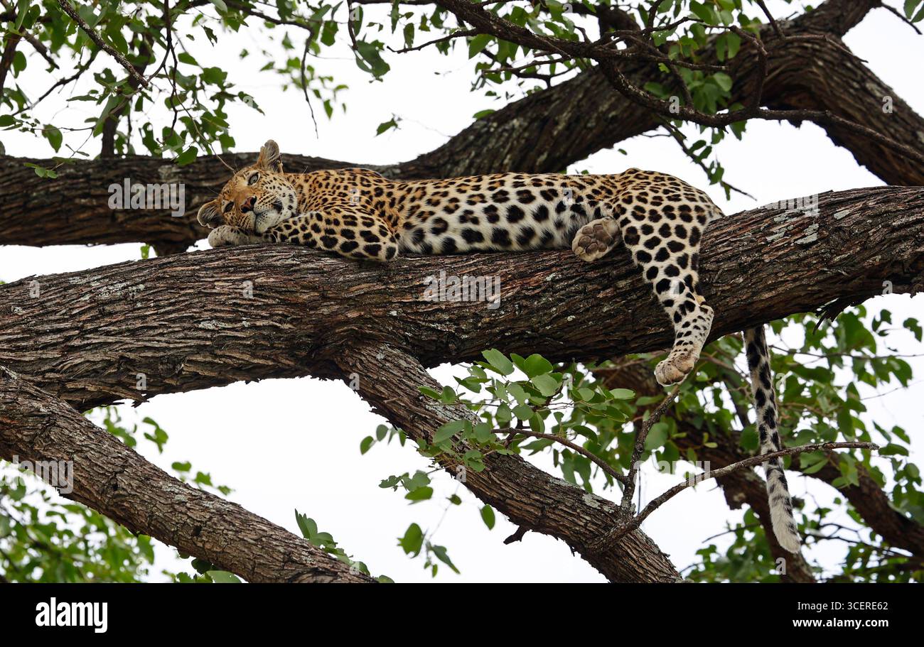 Femme léopard détendue dans un arbre Banque D'Images