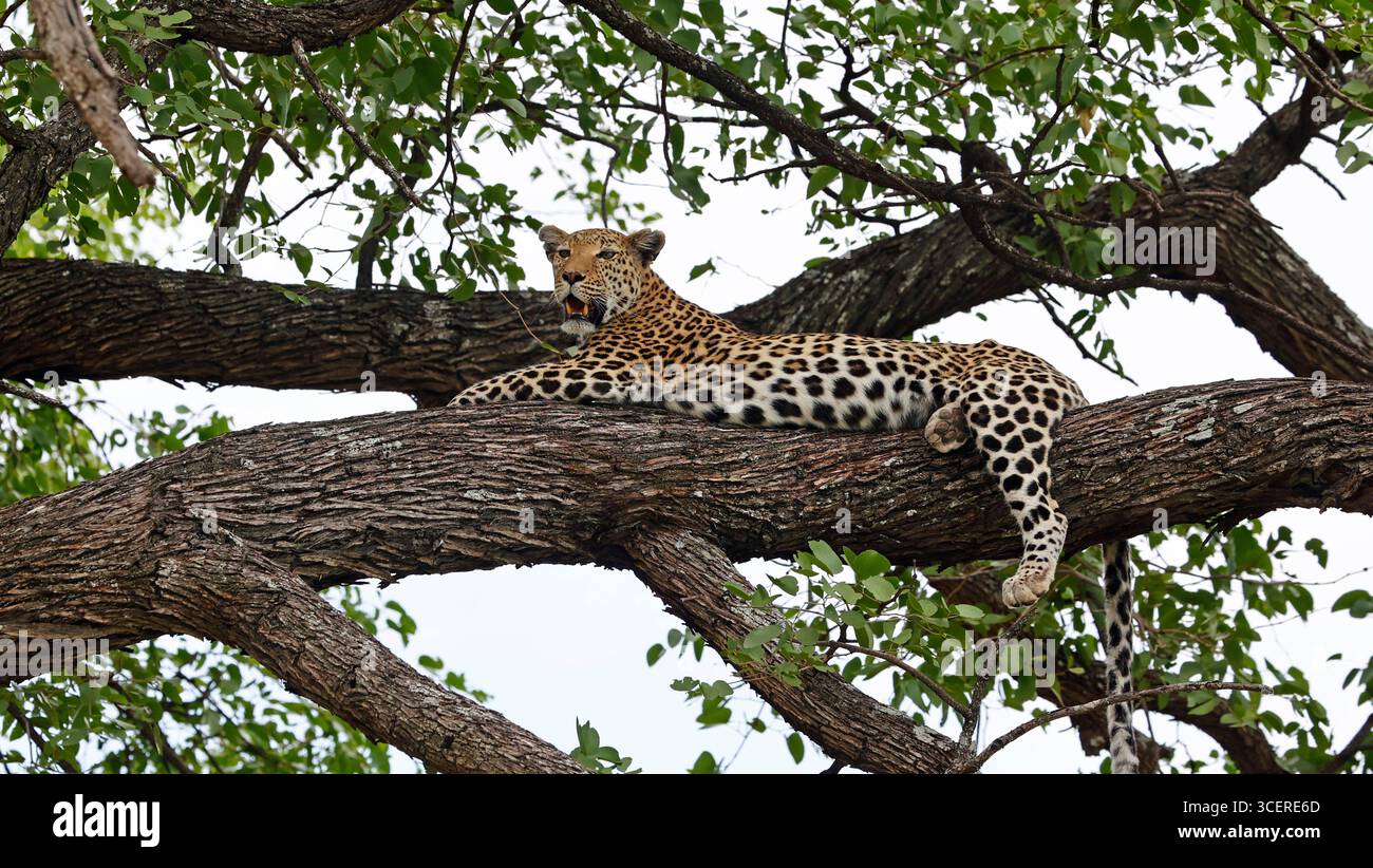 Femme léopard détendue dans un arbre Banque D'Images