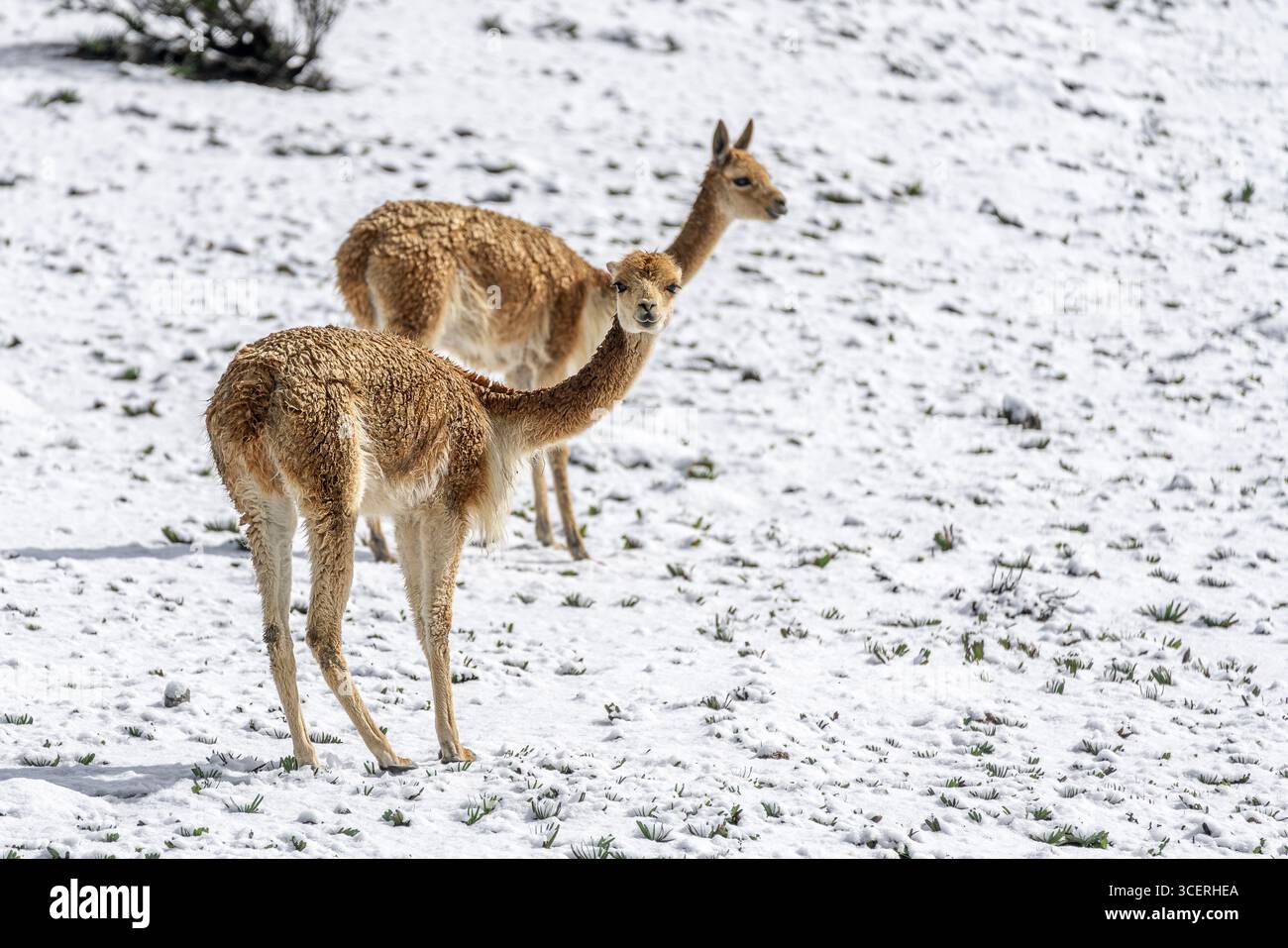 Vicunas (Vicugna vicugna), dans la neige, canton d'Ambato, province de Tungurahua, Équateur Banque D'Images