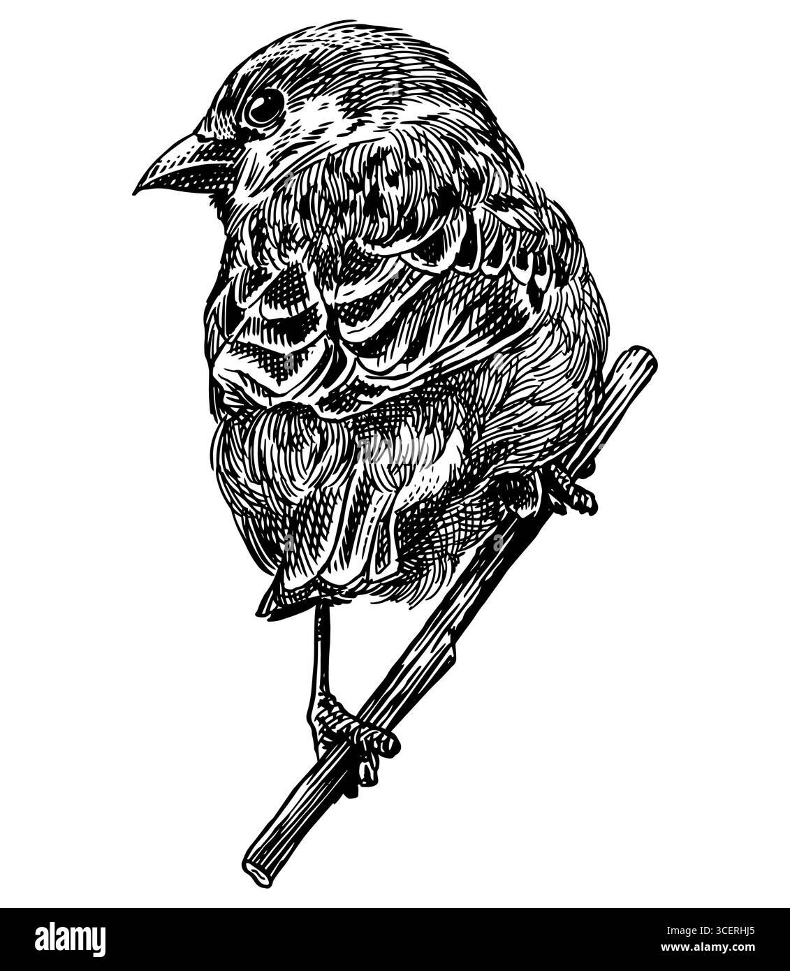 Arbre eurasien moineau .illustration dessinée à la main. Espèces d'oiseaux isolées dans le style de gravure détaillée, l'éclosion et la ligne branchée Décoratif pour animal, zoo Illustration de Vecteur