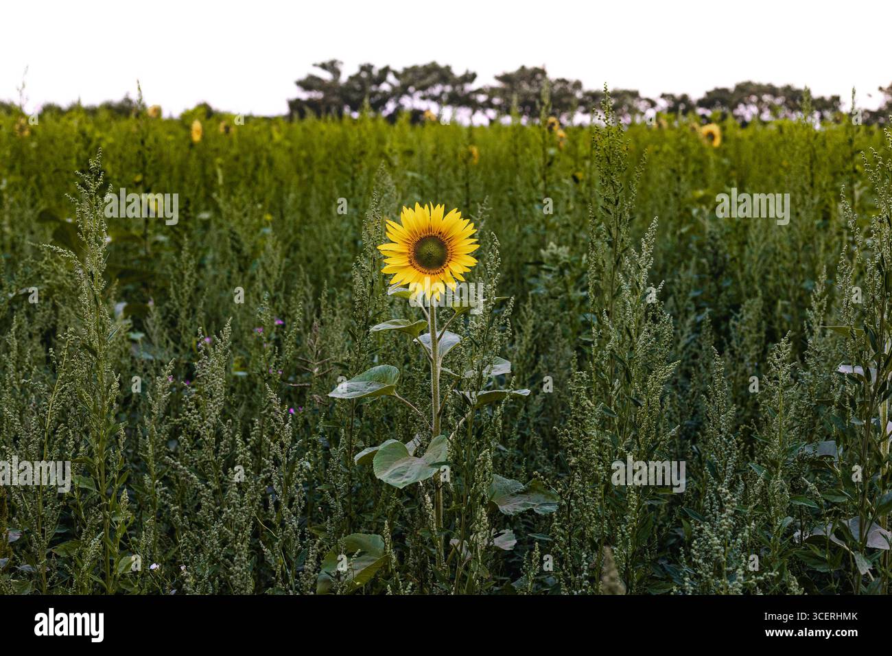 Tournesol d'été Banque D'Images