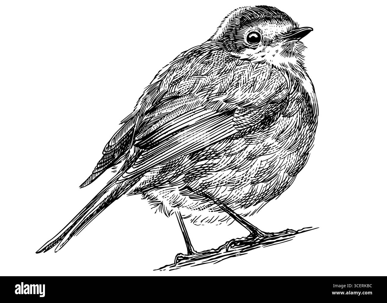 Robin illustration dessinée à la main. Espèces d'oiseaux isolées dans le style de gravure détaillée, l'éclosion et la ligne branchée Décoratif pour animal, zoo et web. Illustration de Vecteur Robin illustration dessinée à la main. Espèces d'oiseaux isolées dans le style de gravure détaillée, l'éclosion et la ligne branchée Décoratif pour animal, zoo et web. Illustration de Vecteur