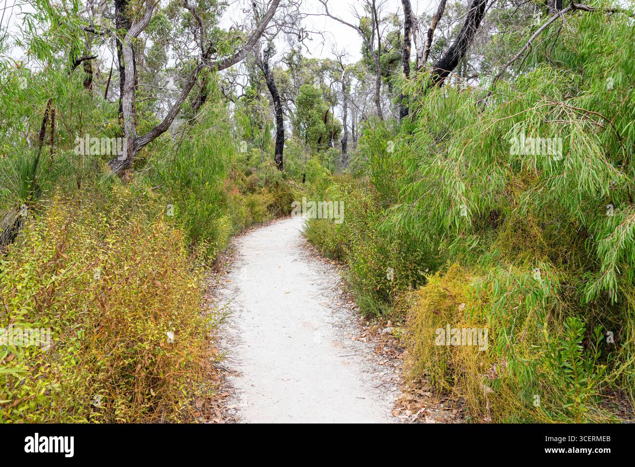 Un chemin de terre à travers la brousse à Boranup, région de Margaret River, comté d'Augusta dans la région SW de l'Australie occidentale WA Banque D'Images