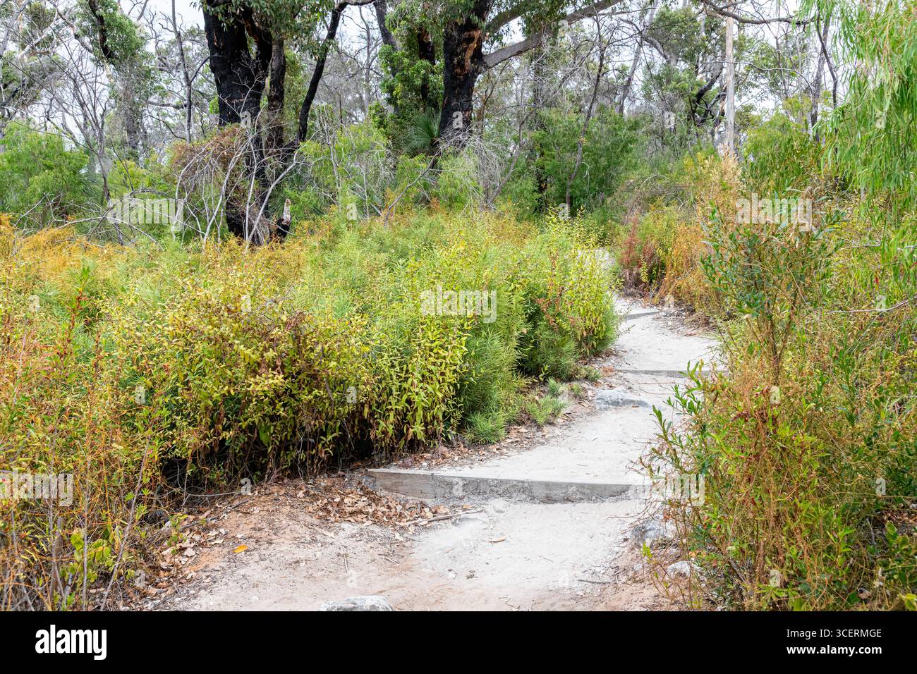 Un chemin de terre à travers la brousse à Boranup, région de Margaret River, comté d'Augusta dans la région SW de l'Australie occidentale WA Banque D'Images