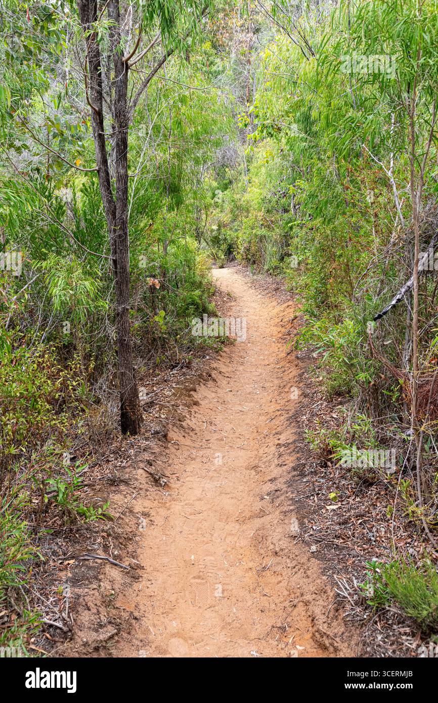 Un chemin de terre à travers la brousse à Boranup, région de Margaret River, comté d'Augusta dans la région SW de l'Australie occidentale WA Banque D'Images
