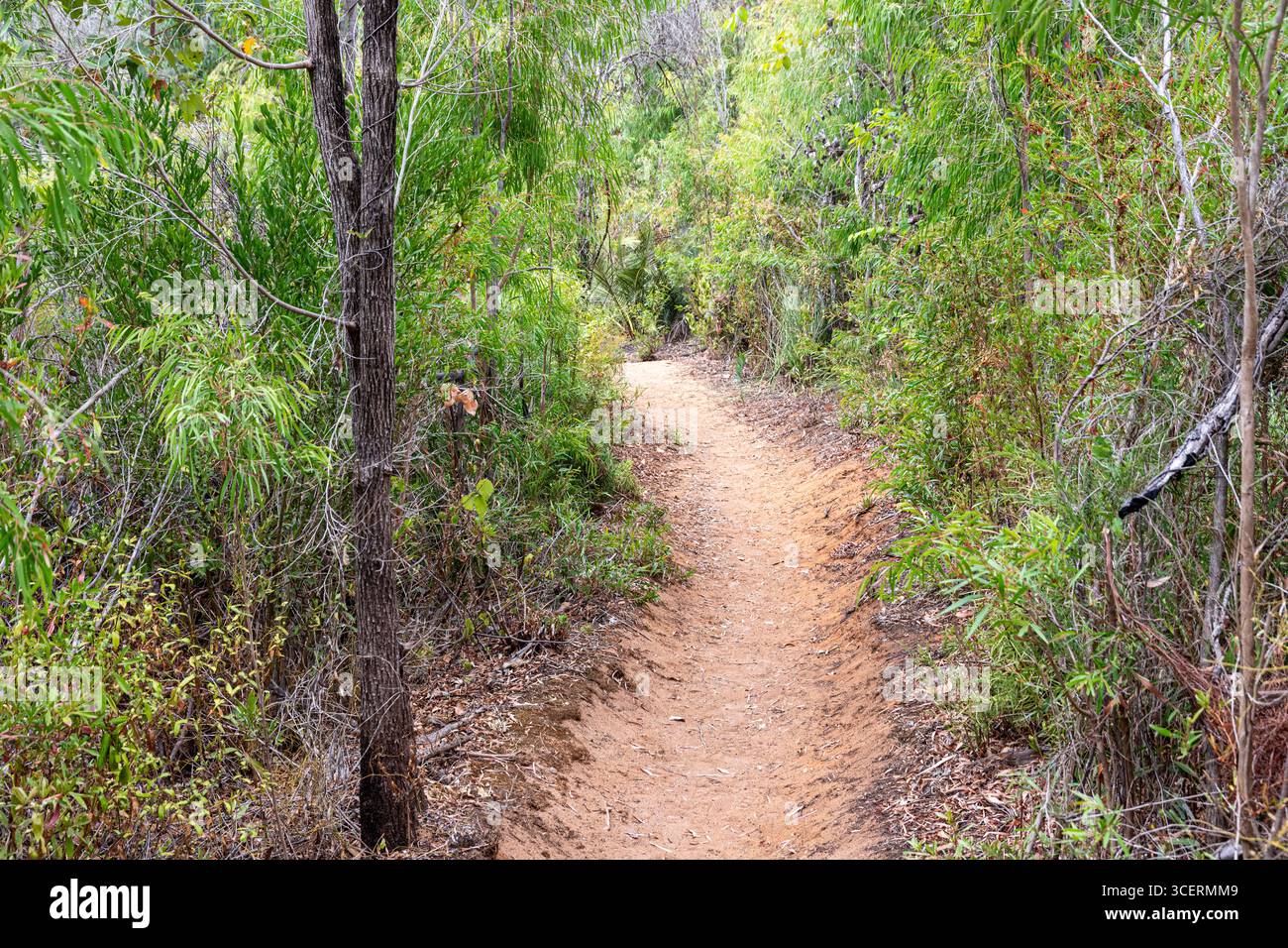 Un chemin de terre à travers la brousse à Boranup, région de Margaret River, comté d'Augusta dans la région SW de l'Australie occidentale WA Banque D'Images
