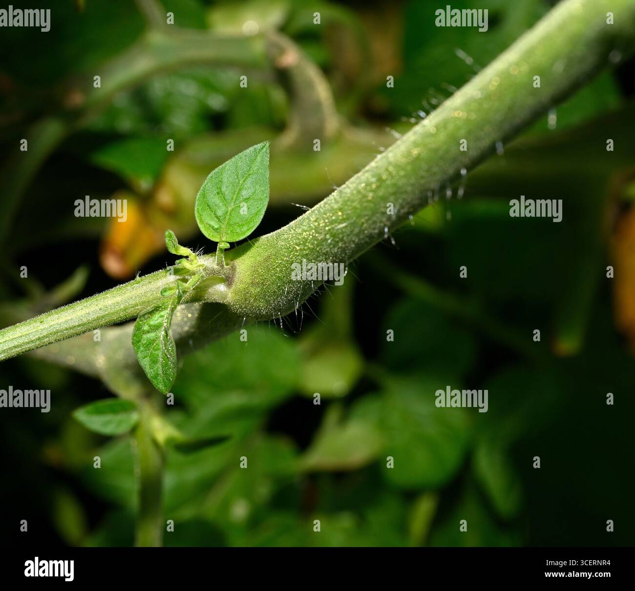 Pousse latérale de la plante de tomate qu'il est généralement recommandé de pincer pour permettre un meilleur développement des fruits des fermes Banque D'Images