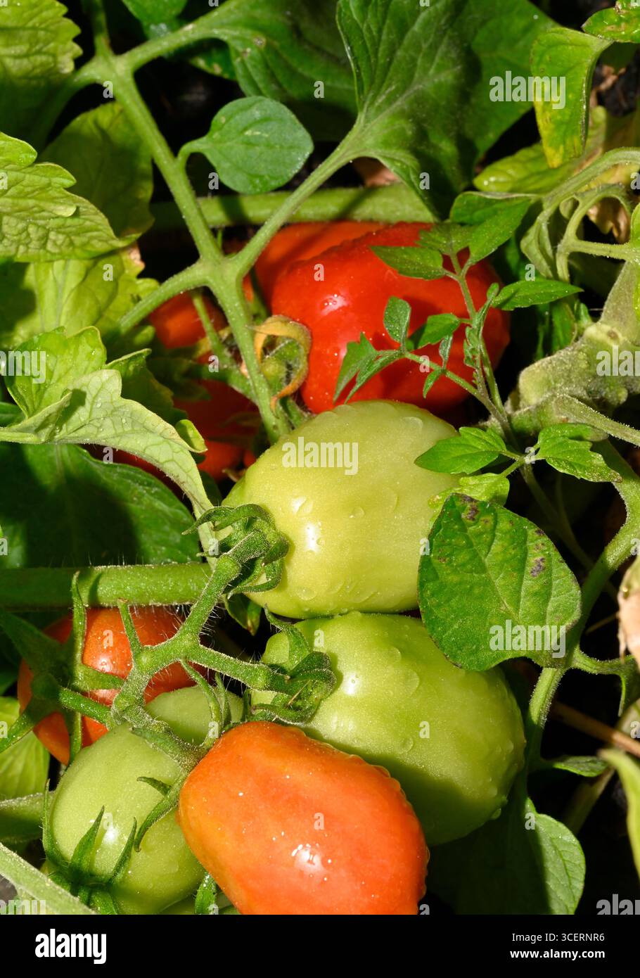Gros plan de tomates cerises de prune ou Roma poussant sur la tige de la plante, certaines prêtes à être récoltées Banque D'Images