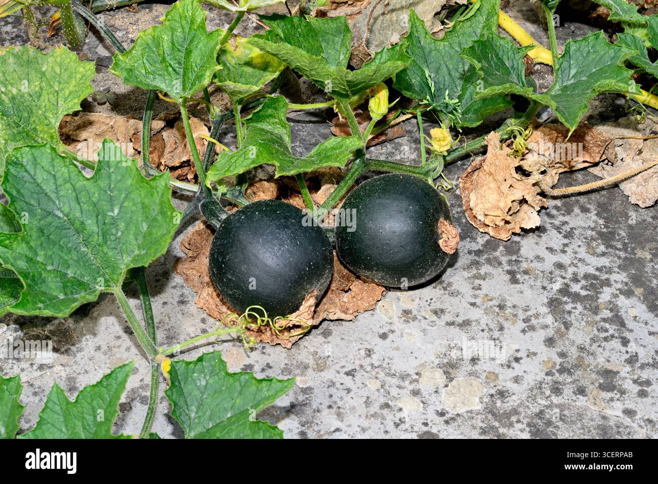 Courge “Little Gem” sur la culture de la vigne sur le patio dans le jardin de la maison, Royaume-Uni Banque D'Images