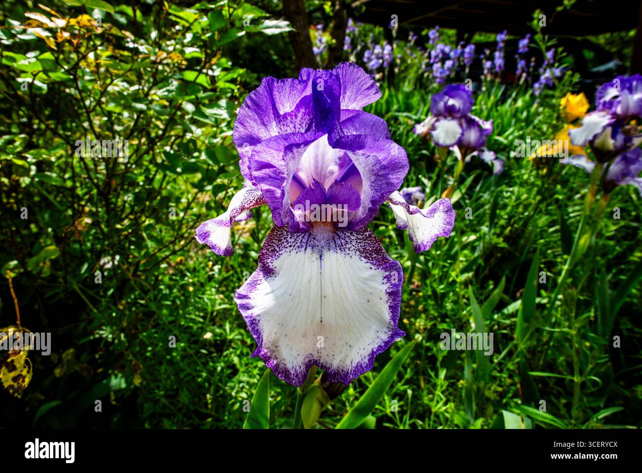 Gros plan d'un Iris germanica en fleurs avec des pétales blancs et violets saisissants dans un jardin luxuriant. Une fleur ornementale vibrante symbolisant l'élégance et spr Banque D'Images