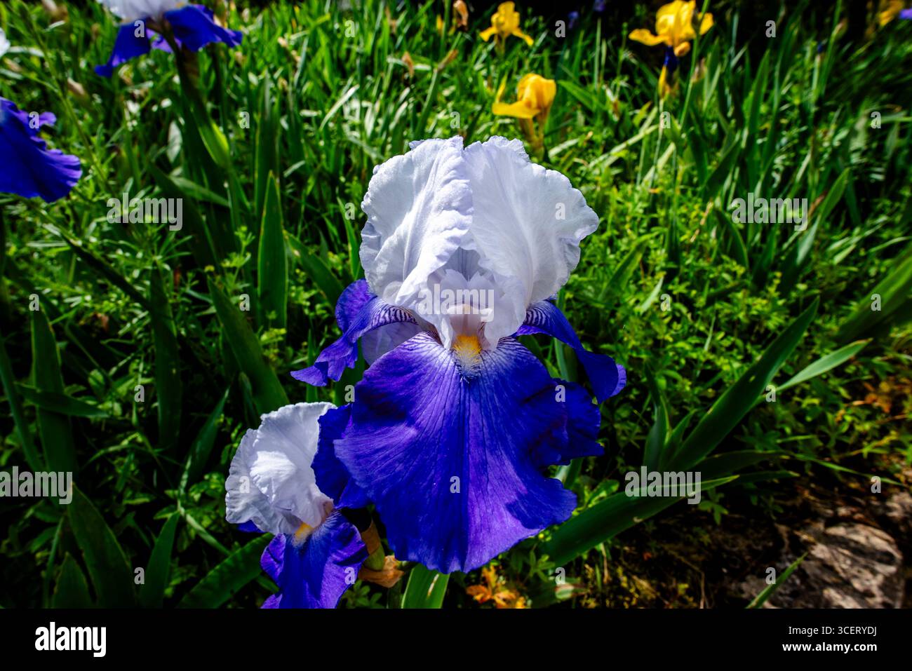 Gros plan d'une vibrante Iris germanica avec des pétales bleu profond et blanc éclatant en pleine floraison, situé dans un jardin luxuriant. Une fleur ornementale symbolizi frappante Banque D'Images