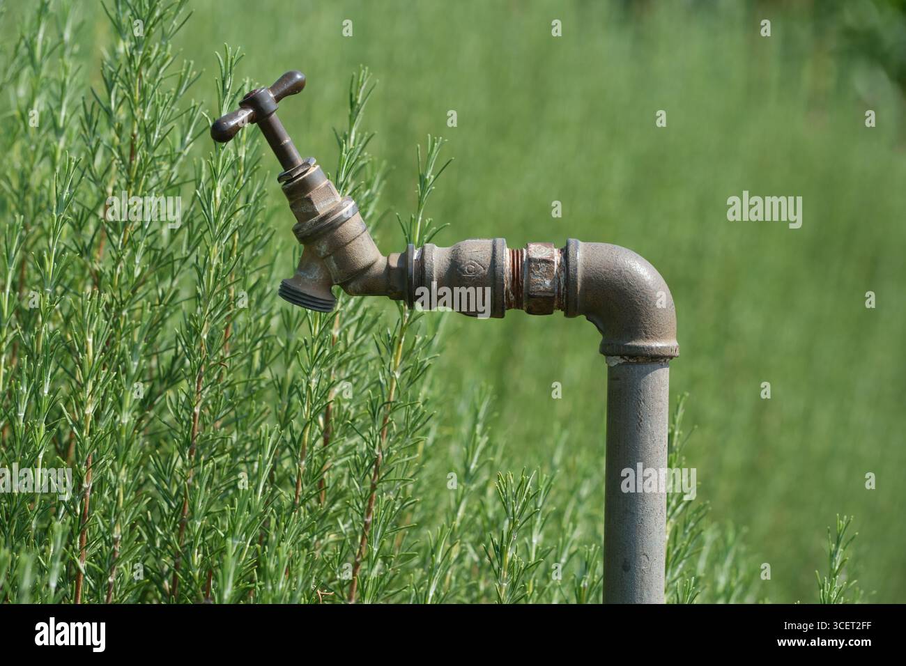 ROYAUME-UNI. Robinet d'eau extérieur de jardin, robinet ou tuyau vertical debout à une hauteur pratique parmi les plants de romarin. Utilisé pour arroser ou irriguer les jardins Banque D'Images
