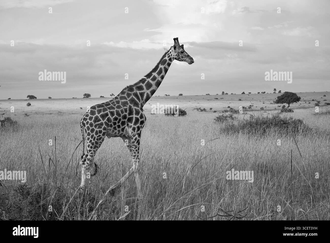 Girafe de Rothschild (Giraffa camelopardalis rothschildi) se tenant dans les prairies de savane ougandaises, espèce menacée. Banque D'Images