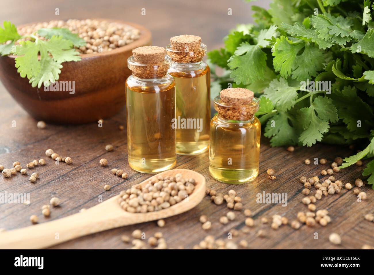 Huile aromatique en bouteilles, feuilles de coriandre et graines de coriandre sur table en bois, gros plan Banque D'Images