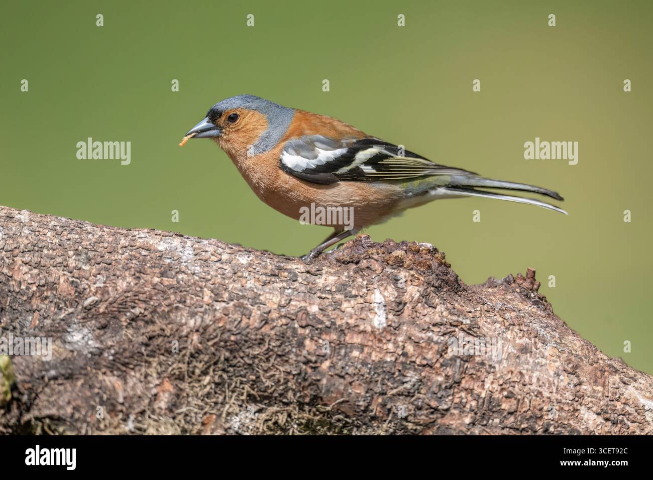 Mâle Chaffinch perché sur une grande branche, Royaume-Uni Banque D'Images