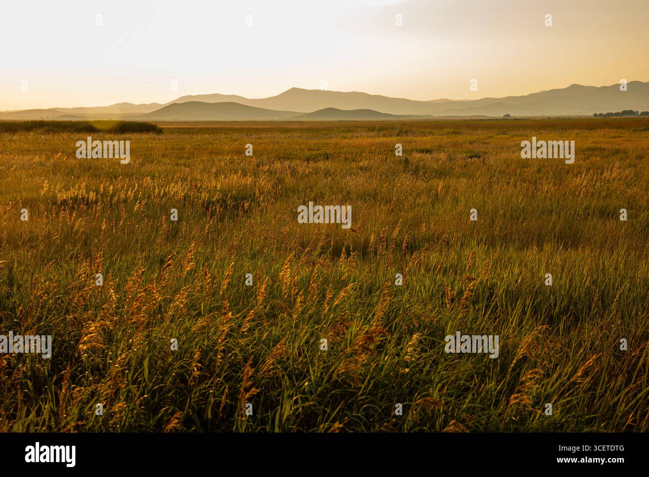 ID00921-00...IDAHO - coucher de soleil dans la zone de conservation de la faune de Camas, dans la prairie de Camas. Banque D'Images
