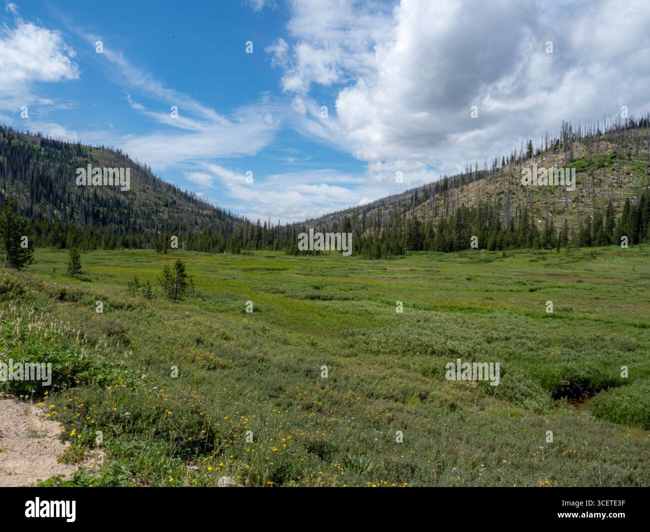 ID00945-00...IDAHO - prairies le long de la rivière Deadwood vue le long de la boucle de vélo de montagne Idaho Hot Springs. Banque D'Images