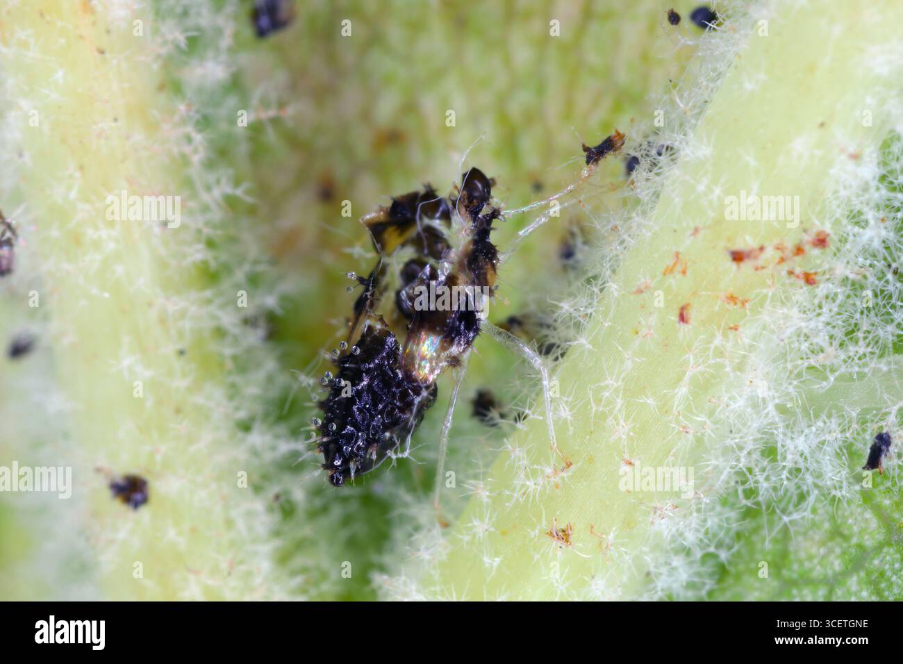 Exuviae larvaire de Corythucha ciliata, insecte de dentelle plane sous la feuille. Banque D'Images