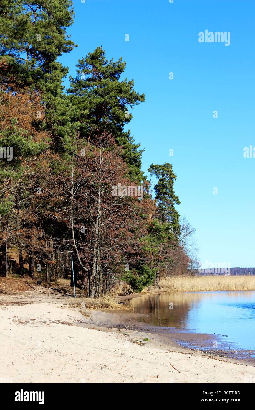 Au lac Ķīšezers à Mežaparks près de Riga, Lettonie, l'eau bleue, les plages de sable et la forêt se côtoient Banque D'Images