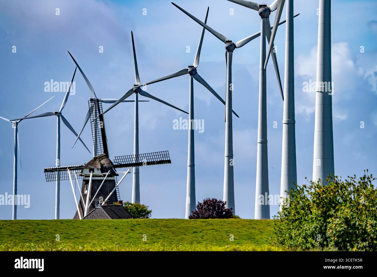 Parc éolien Westereems et Growind, un total de plus de 80 éoliennes, dans le port maritime d'Eemshaven, province de Groningen, au nord-ouest de la Nethe Banque D'Images