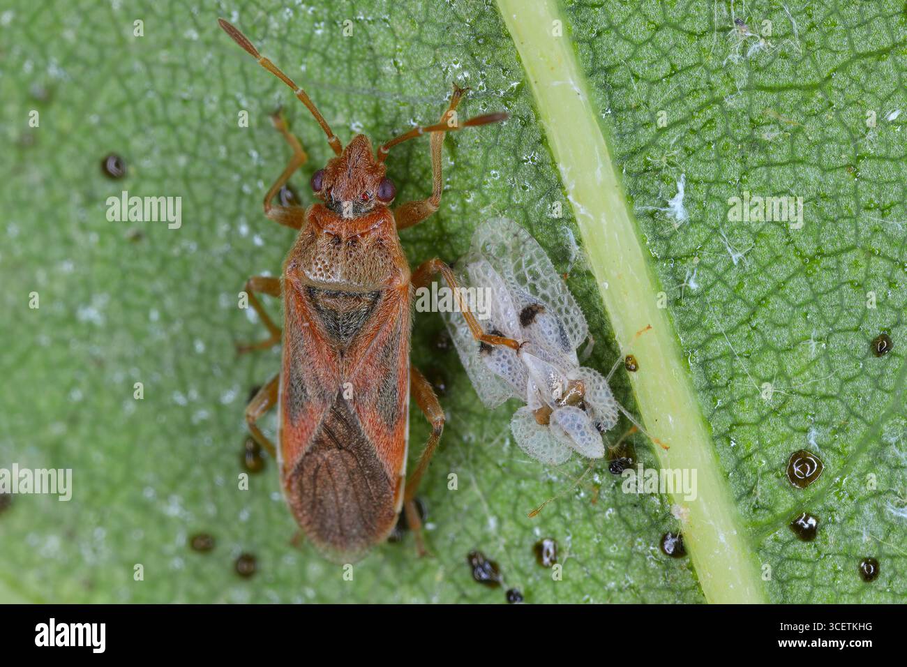 Insecte platane (Arocatus longiceps) et insecte de dentelle plane ou insecte de dentelle sycomore (Corythucha ciliata), insectes sous la feuille. Deux espèces ravageurs importants Banque D'Images
