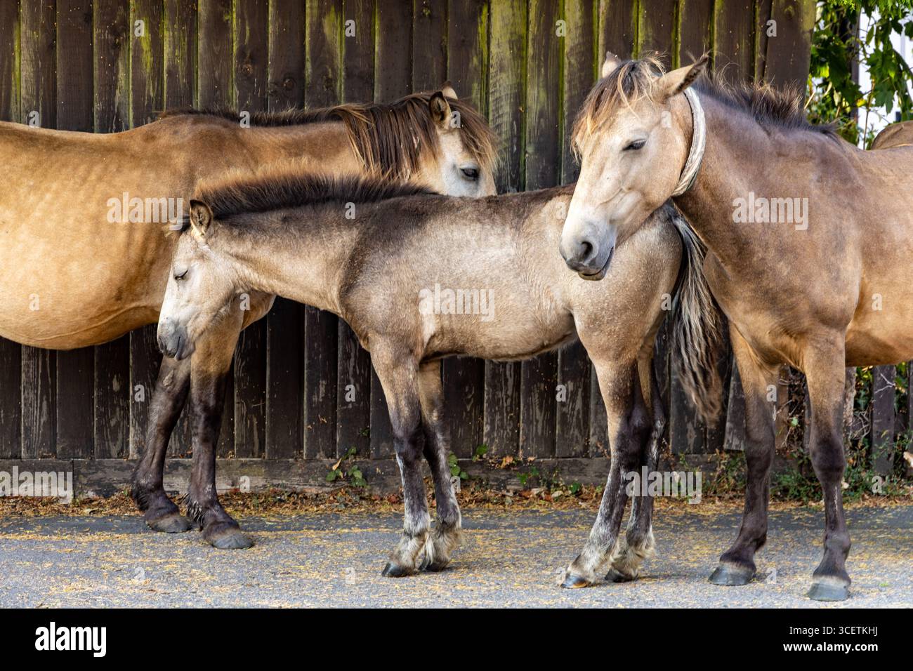 Trois poneys New Forest debout paisiblement dans une zone ombragée contre une clôture en bois altérée, mettant en valeur leurs manteaux naturels Brockenhurst Hampshire Banque D'Images