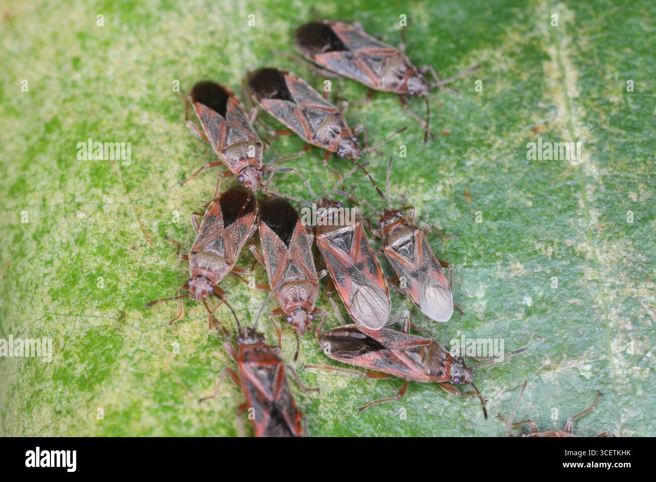 Insecte platane, Arocatus longiceps, insectes sous la feuille. Ravageur des arbres du parc. Język słów kluczowych : Ang Banque D'Images